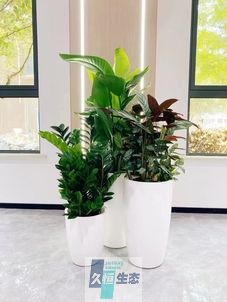 姑苏写字楼办公室公共区域走道绿植租摆高中低搭配