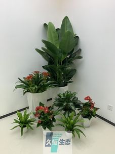 姑苏办公室花卉绿植租摆简约组合
